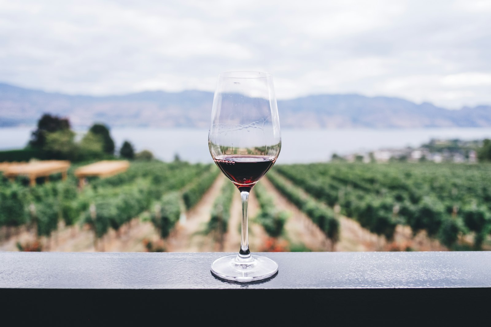 Un verre de vin rouge posé devant les rangs de vigne du domaine