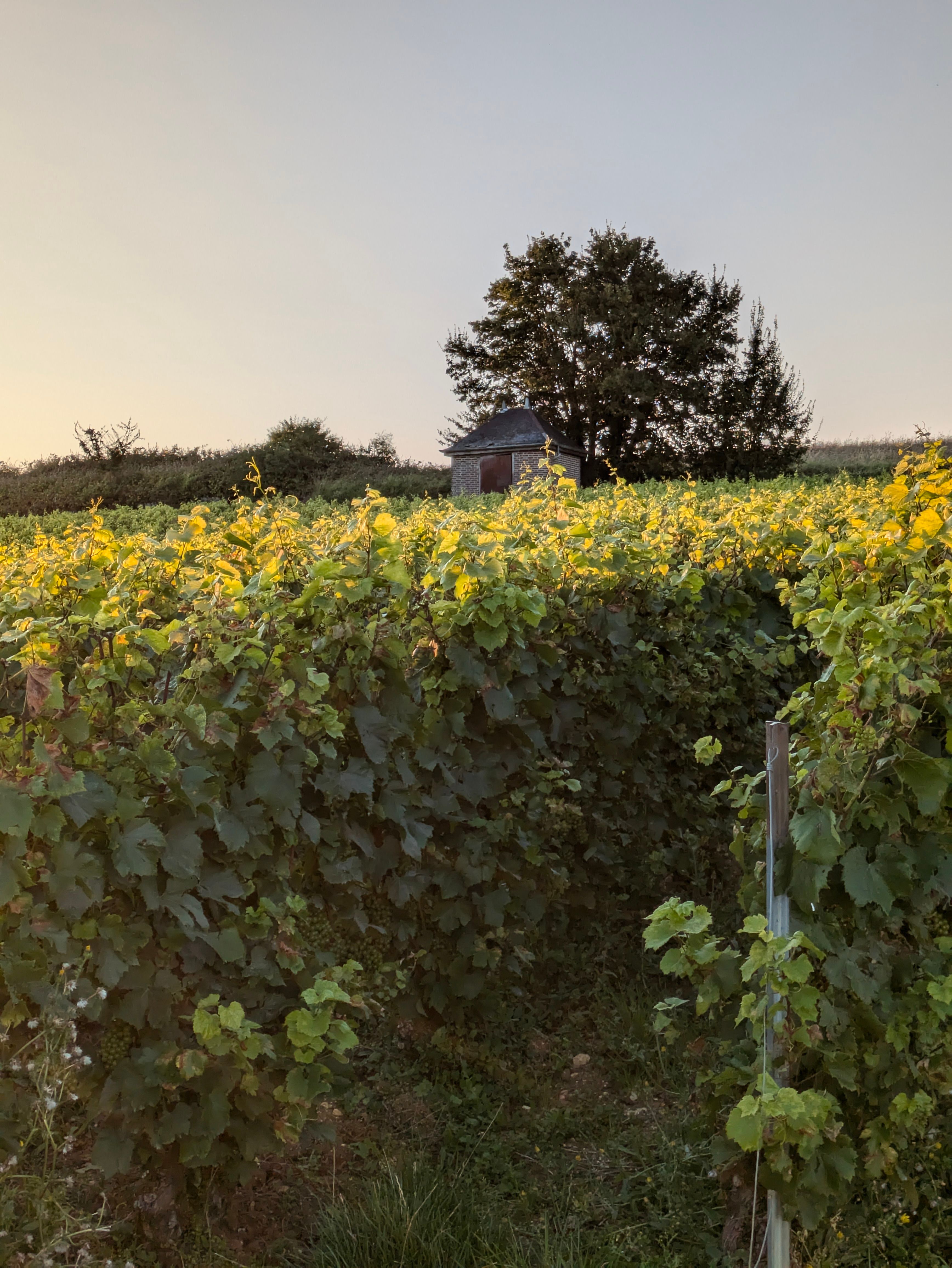 Vue des coteaux du domaine au coucher du soleil